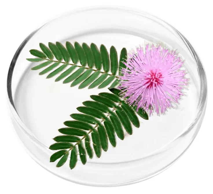 Mimosa
